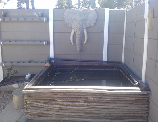 Outdoor kurper pond fish