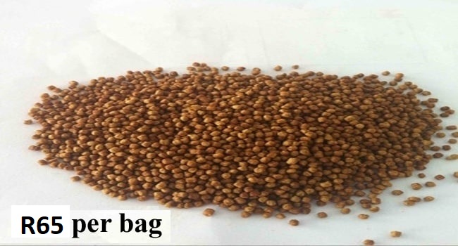 Tilapia Feed